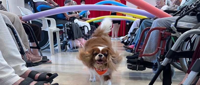 Banner Terapia Cão Carinho