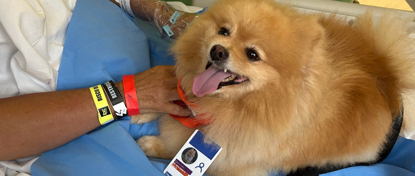 Banner Terapia Cão Carinho