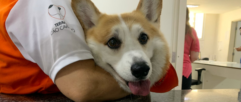 Banner Terapia Cão Carinho
