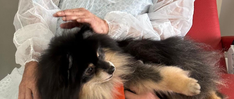 Banner Terapia Cão Carinho